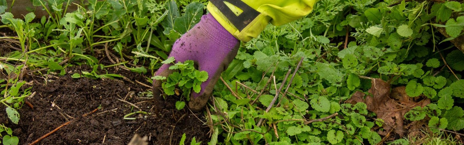 A close-up hand in a purple workglove, weeding an overgrown vibrant green garden bed during MLK Day of Service in 2020